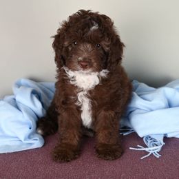 Aussiedoodle Puppies from Frenchie LOVE and Doodles