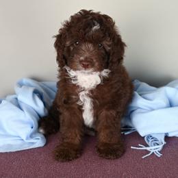 Aussiedoodle Puppies from Frenchie LOVE and Doodles