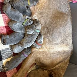 German Shepherd Puppies from Legacy K9’s