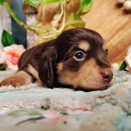 Grant - Chocolate and cream male Dachshund puppy in Thomaston, Georgia from UGG Ranch