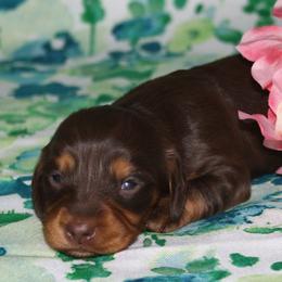 Fae - Chocolate and tan female Dachshund puppy in Corbin, Kentucky from White River Valley Kennel