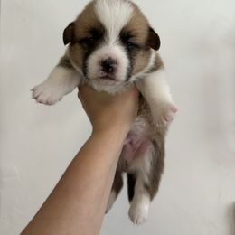 Boy 3 - Pembroke Welsh Corgi puppy in Cheshire, Oregon from Corgi Pie