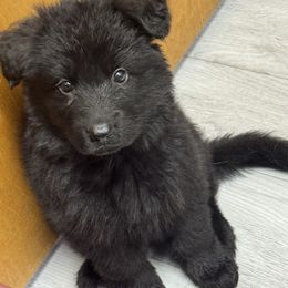 German Shepherd Puppies from Von Kingsburg Shepherds