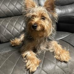 Siberian Huskies and Yorkshire Terriers from Swan City Puppies
