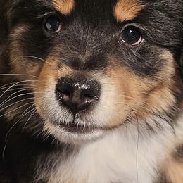 Australian Shepherds and Miniature American Shepherds from Countryside Kennels and Aussies