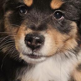 Australian Shepherds and Miniature American Shepherds from Countryside Kennels and Aussies