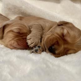 Australian Labradoodle Puppies from Pixie Doodle Paws