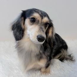 Dolly Pawton - Dachshund