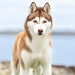 Siberian Husky puppies from Velox Siberians