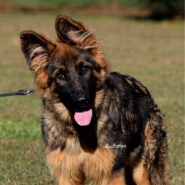 Luci - Sable female German Shepherd puppy in Morrilton, Arkansas from Rock Bottom Ranch