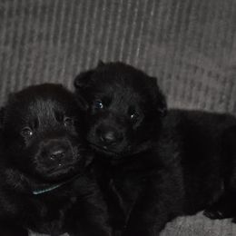 German Shepherd Puppies from Shepherds of Anarchy