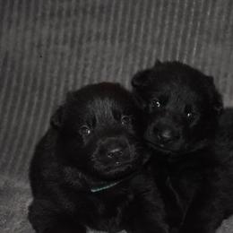 German Shepherd Puppies from Shepherds of Anarchy