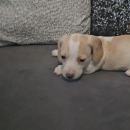 Mira - Red female Dachshund puppy in Citra, Florida from My Loyal Treasures