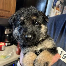 German Shepherds from Taylor's German Shepherds