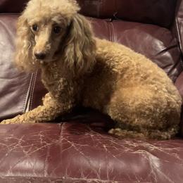 Angel - Poodle