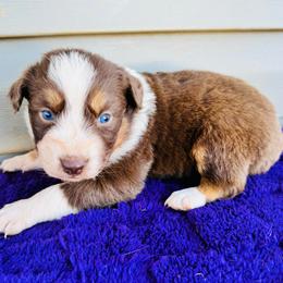 Roxy - Red tri-color female Australian Shepherd puppy in Charlotte, North Carolina from Awesome Aussies