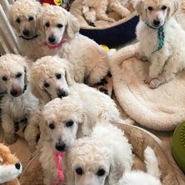 Poodles from Lorien Standard Poodles