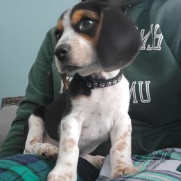 Beagle Puppies from Nse Farms Beagles