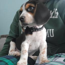 Beagle Puppies from Nse Farms Beagles