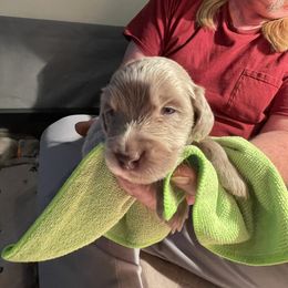 Boy 1 Red - Long Haired Weimaraner puppy in Connersville, Indiana from Treaty Line Long Haired Weimaraners