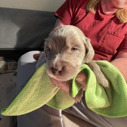 Boy 1 Red - Long Haired Weimaraner puppy in Connersville, Indiana from Treaty Line Long Haired Weimaraners