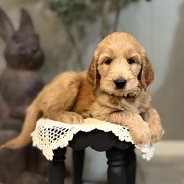 Bashful-Yellow - Apricot male Goldendoodle puppy in Bay City, Texas from Charming Doods Goldendoodles