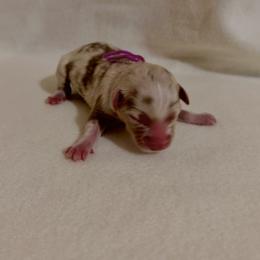 Purple Ribbon Red Merle Girl 1 - Red merle female Australian Shepherd puppy in Dundee, Ohio from Aussies Of Circle H