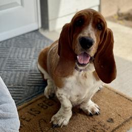 Basset Hound All Grown Up from Staci Sills