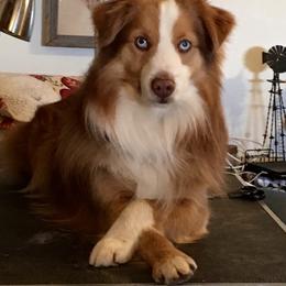 Toby - Miniature Australian Shepherd