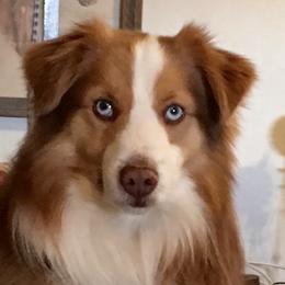 Toby - Miniature Australian Shepherd