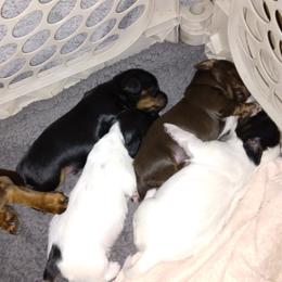 Dachshund Puppies from LDC Farms