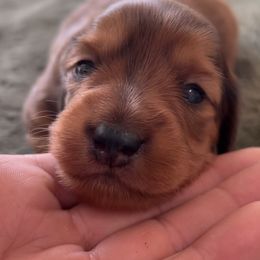 Dachshund Puppies from Lil Sausage Co