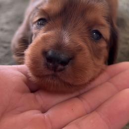 Dachshund Puppies from Lil Sausage Co