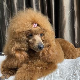 Rosie - Poodle