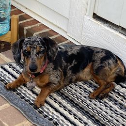 Ruby - Dachshund