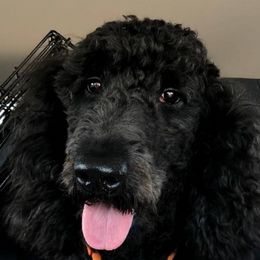 Cockapoo and Goldendoodle All Grown Up from Jolidoodles