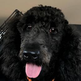 Cockapoo and Goldendoodle All Grown Up from Jolidoodles