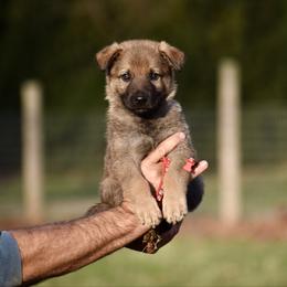Red - Sable male German Shepherd puppy in Cherryville, North Carolina from Masky Kennel
