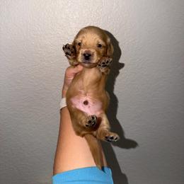 Boy 1 - Cream male Dachshund puppy in Oroville, California from Barnes’ Doxies