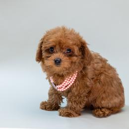 Molly - Red  female Poodle puppy in Weston, Florida from Miami Toy Poodles