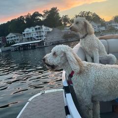 Boston Terrier, Goldendoodle, and Golden Retriever All Grown Up from Goldenhubb