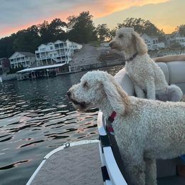 Boston Terrier, Goldendoodle, and Golden Retriever All Grown Up from Goldenhubb