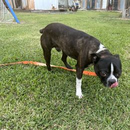 Seven - Boston Terrier
