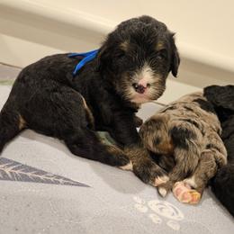Dark Blue - Tri-color male Bernedoodle puppy in Shelby, North Carolina from Forever Grateful Doodles