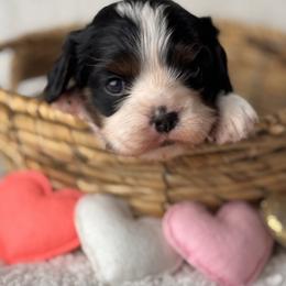 Elsa - Tri-color female Cavalier King Charles Spaniel puppy in Texarkana, Arkansas from Miller's Cavaliers