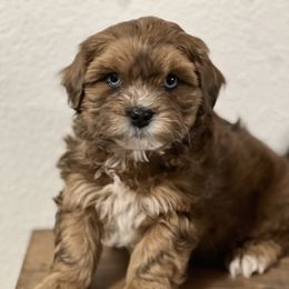 Rusty now TONKA - Merle male Shihpoo puppy in Mason, Illinois from Rockiń N Kennel