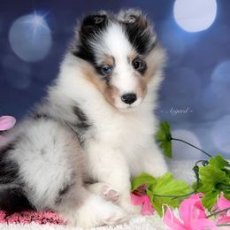 Girl 2 - Shetland Sheepdog puppy in Elk, Washington from Asgard Shetland Sheepdogs