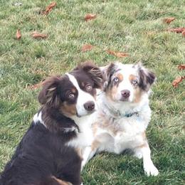 Miniature American Shepherd and Miniature Australian Shepherd Puppies from ShawnMarie Davis