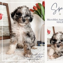 Sprout - Blue merle male Aussiedoodle puppy in Shiocton, Wisconsin from White Star Acres