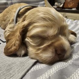 Cocker Spaniel Puppies from Brittian Kimbrell